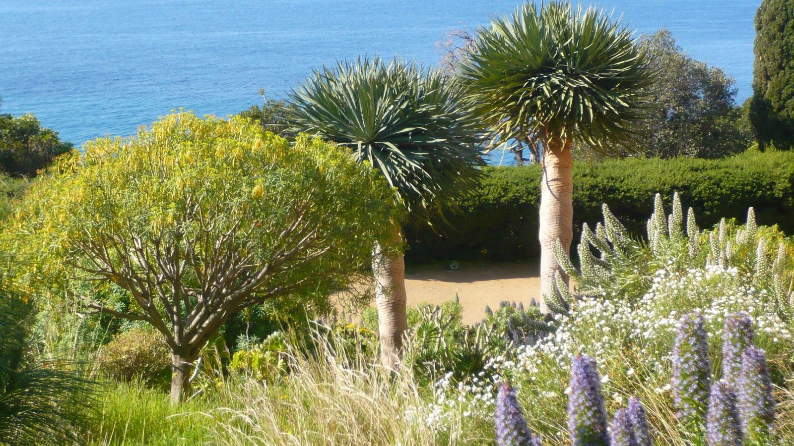 Domaine du Rayol, le Jardin des Méditerranées